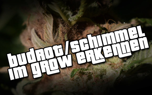 Budrot – Wie erkenne ich Schimmel im Grow? - Budrot – Wie erkenne ich Schimmel im Grow?