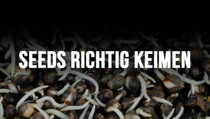 Samen richtig keimen - Samen richtig keimen – legal &amp; sicher: Grundlagen, Methoden, Fehler vermeiden