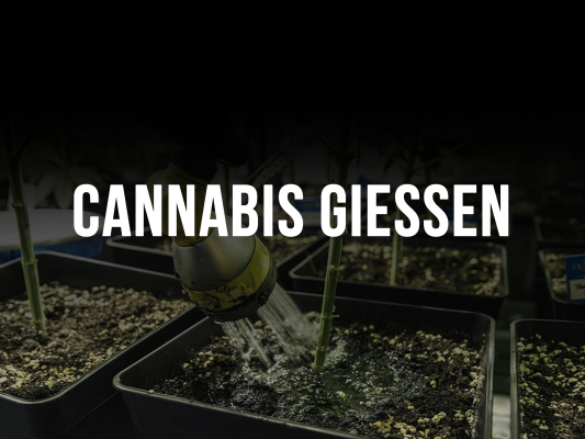 Cannabis gießen: So behebst du Über- und Unterbewässerung - Über- &amp; Unterbewässerung erkennen &amp; beheben