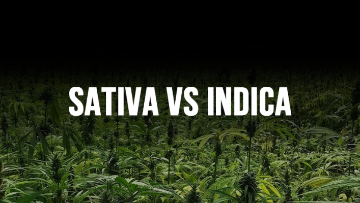 Sativa vs. Indica – Unterschiede, Wirkung &amp; Anbau | Growbee - Sativa vs. Indica – Unterschiede, Wirkung &amp; Anbau | Growbee