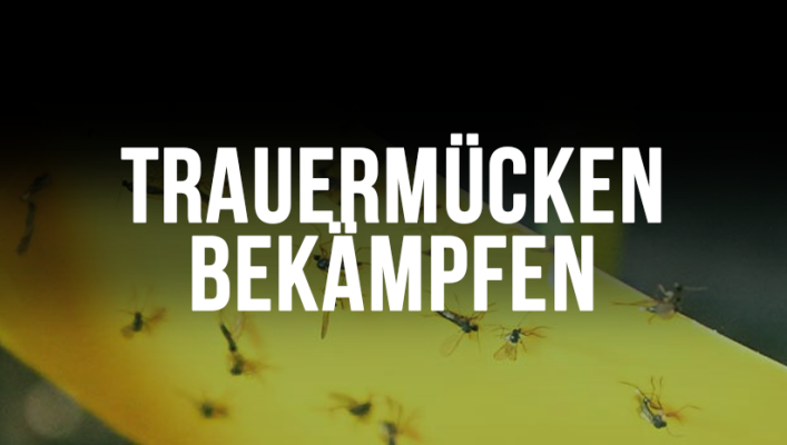 Trauermücken bekämpfen – effektiv &amp; biologisch | Redeye &amp; Growbee - Trauermücken bekämpfen – effektiv &amp; biologisch | Redeye &amp; Growbee