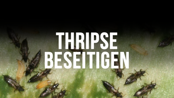 Thripse bekämpfen im Grow – effektiv &amp; biologisch | Redeye &amp; Growbee - Thripse bekämpfen im Grow – effektiv &amp; biologisch | Redeye &amp; Growbee
