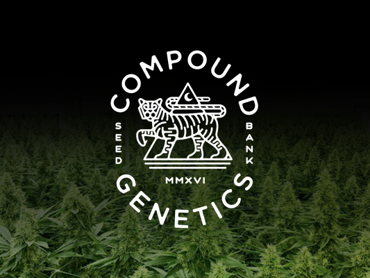 Compound Genetics – Elite Strains &amp; exklusive Genetiken | Red Eye Seeds - Compound Genetics – Elite Strains &amp; exklusive Genetiken | Red Eye Seeds