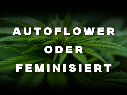 Autoflower vs. Feminisiert – Unterschiede, Vorteile &amp; Empfehlungen - Autoflower vs. Feminisiert – Unterschiede, Vorteile &amp; Empfehlungen