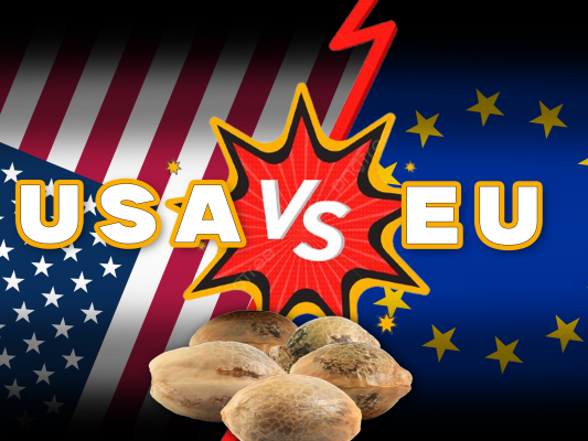 USA Seeds vs. EU Seeds – Welche Cannabissamen sind wirklich besser? - USA Seeds vs. EU Seeds – Welche Cannabissamen sind wirklich besser?