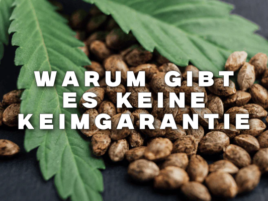 Warum gibt es keine Keimgarantie auf Cannabissamen? – Einfach erklärt - Warum gibt es keine Keimgarantie auf Cannabissamen? – Einfach erklärt