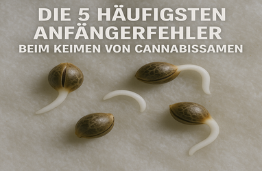 Die 5 häufigsten Anfängerfehler beim Keimen von Cannabissamen - Die 5 häufigsten Anfängerfehler beim Keimen von Cannabissamen