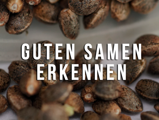 Woran erkennt man einen guten Seed? – Der komplette Guide - Woran erkennt man einen guten Seed? – Der komplette Guide