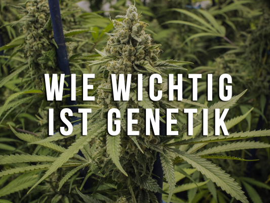 Warum Genetik der wichtigste Faktor im Grow ist | RedEyeSeeds Guide - Warum Genetik der wichtigste Faktor im Grow ist | RedEyeSeeds Guide