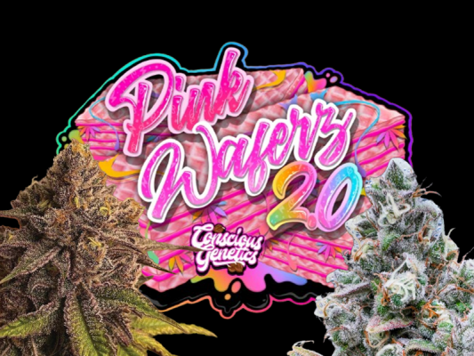 Pink Waferz 2.0 – Premium Indica-Hybrid mit Dessert-Aroma - Pink Waferz 2.0 – Grow, Aroma &amp; Wirkung im Detail