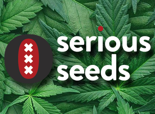 Serious Seeds – Legendäre Stabilität &amp; preisgekrönte Genetik seit den 90ern - Serious Seeds – Preisgekrönte Cannabis-Genetik | Redeyeseeds.de