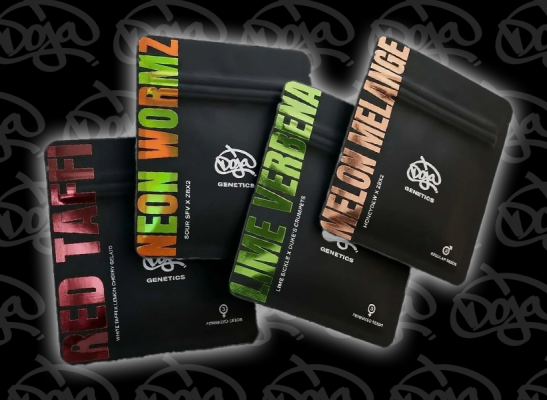 Doja Genetics – Cali Elite Genetik &amp; High-End Strains bei Redeyeseeds - Doja Genetics – Cali Premium Seeds &amp; Terpen Strains | Redeyeseeds