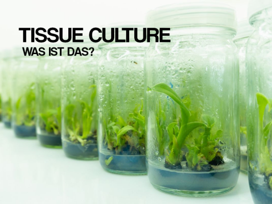 Tissue Culture bei Cannabis – Die Zukunft der Pflanzenvermehrung einfach erklärt - Tissue Culture Cannabis – Explants &amp; moderne Pflanzenvermehrung erklärt