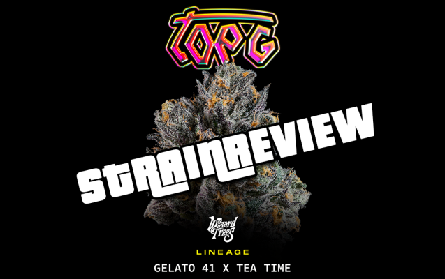 Wizard Trees – Top G (Gelato 41 x Tea Time) Strain Review  - Wizard Trees – Gelato 41 x Tea Time Strain Review – Infos für Kiffer &amp; Grower