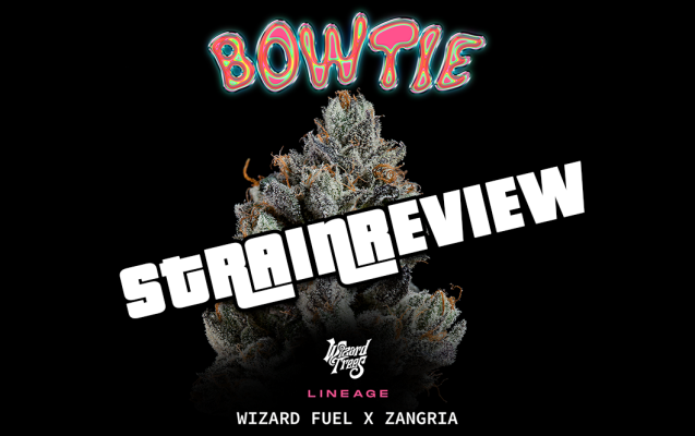 Wizard Trees – Bowtie (Wizard Fuel x Zangria) Strain Review  - Bowtie Strain Review – Infos für Kiffer &amp; Grower