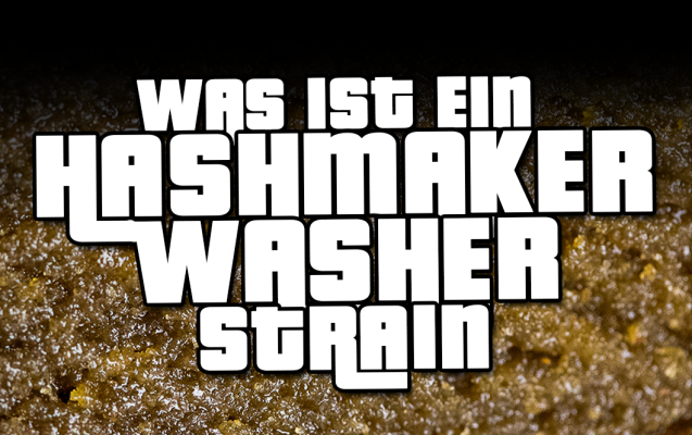 Hashmaker &amp; Washer Strains erklärt  - Hashmaker &amp; Washer Strains erklärt – Top-Sorten bei RedEyeSeeds