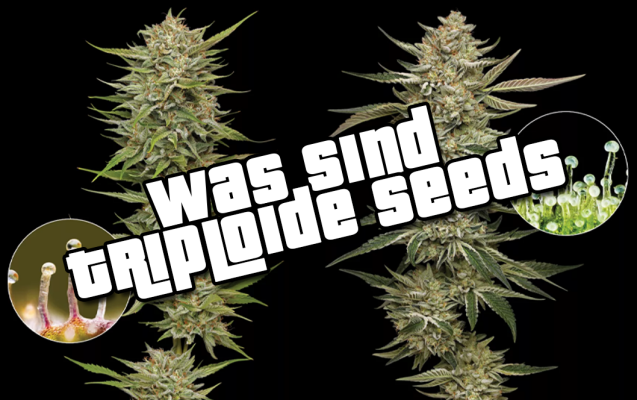 Triploides Cannabis – samenfreies Weed erklärt - Triploides Cannabis – samenfreies Weed erklärt