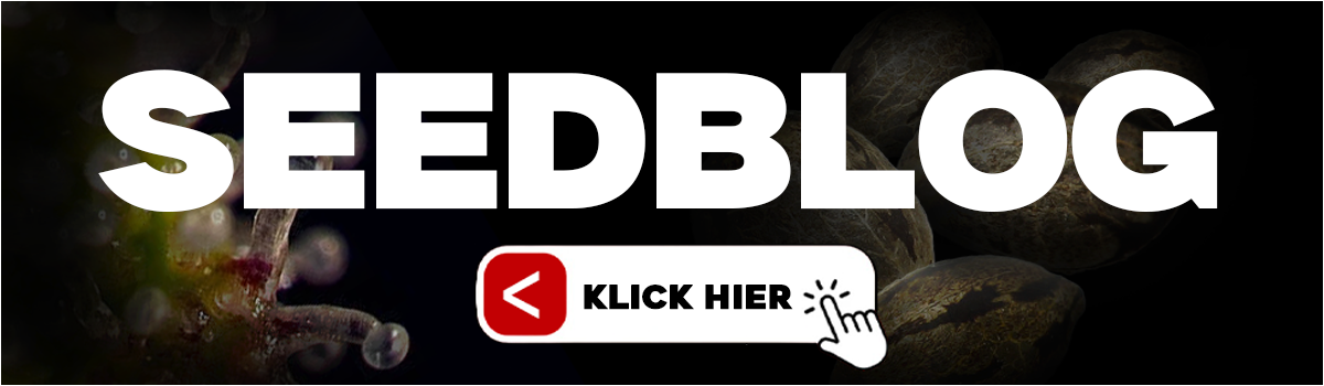 Cannabis Samen Seed Blog