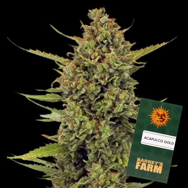 Barneys Farm - Acapulco Gold - 3x Cannabis Samen
