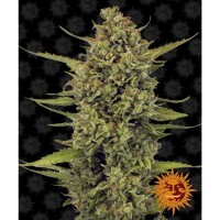 Barneys Farm - Acapulco Gold - 3x Cannabis Samen