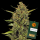 Barneys Farm - Acapulco Gold - 3x Cannabis Samen