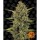 Barneys Farm - Acapulco Gold - 3x Cannabis Samen