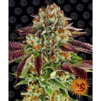 Barneys Farm - Biscotti Mintz