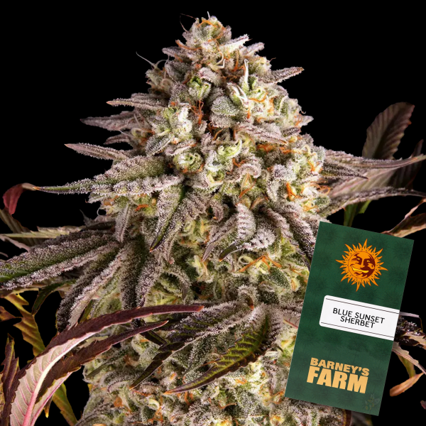 Barneys Farm - Blue Sunset Sherbert