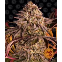 Barneys Farm - Blue Sunset Sherbert