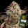 Barneys Farm - Blue Sunset Sherbert