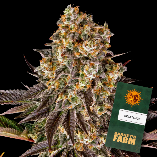 Barneys Farm - Gelato #45