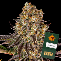 Barneys Farm - Gelato #45