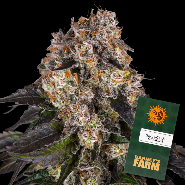 Barneys Farm - Girl Scout Cookies - 3x Cannabis Samen