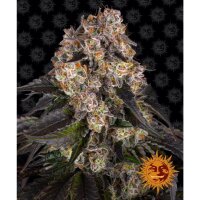 Barneys Farm - Girl Scout Cookies - 3x Cannabis Samen