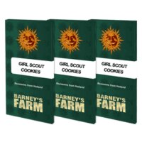 Barneys Farm - Girl Scout Cookies - 3x Cannabis Samen