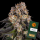 Barneys Farm - Girl Scout Cookies - 3x Cannabis Samen