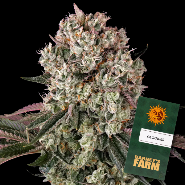 Barneys Farm - Glookies