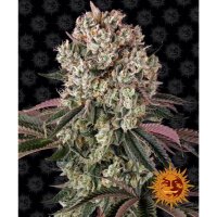 Barneys Farm - Glookies
