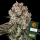 Barneys Farm - Glookies