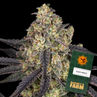 Barneys Farm - Kush Mintz