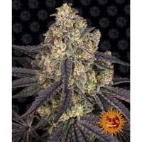 Barneys Farm - Kush Mintz