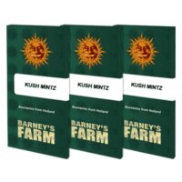 Barneys Farm - Kush Mintz