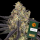 Barneys Farm - Kush Mintz