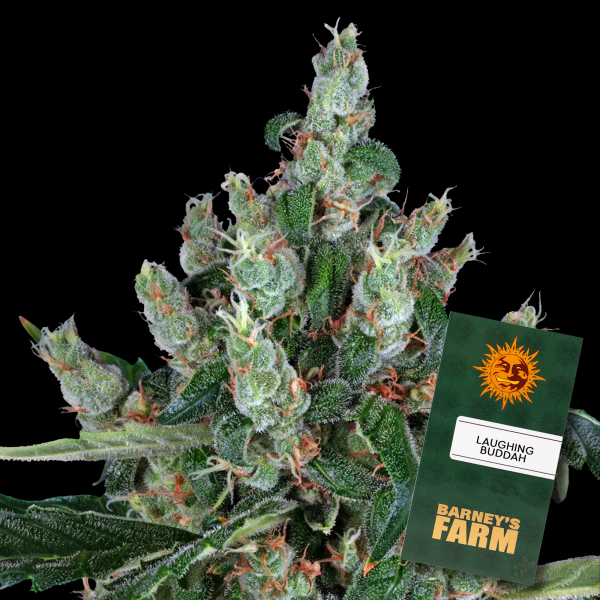 Barneys Farm - Laughing Buddha