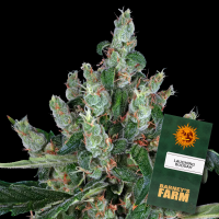 Barneys Farm - Laughing Buddha