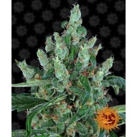 Barneys Farm - Laughing Buddha