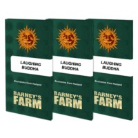 Barneys Farm - Laughing Buddha