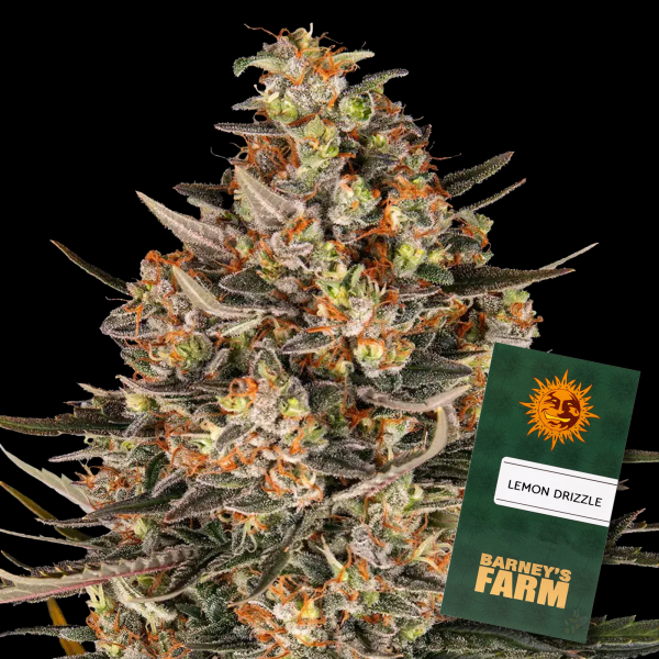 Barneys Farm - Lemon Drizzle - 3x Cannabis Samen