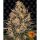 Barneys Farm - Lemon Drizzle - 3x Cannabis Samen