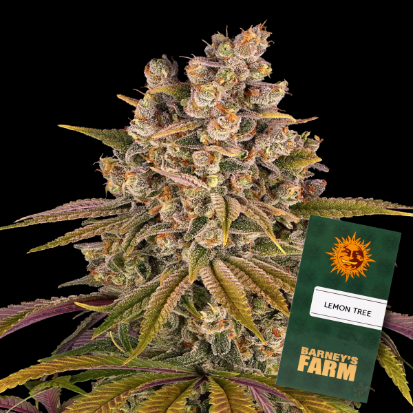 Barneys Farm - Lemon Tree